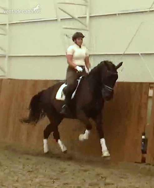 Dressage gentelman with amazing movement,brain and temperament - Caballos Capados Warmblood