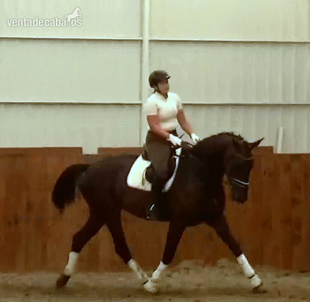 Dressage gentelman with amazing movement,brain and temperament - Warmblood