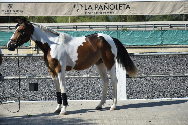 Potra Pia, 3 años, paso trote y galope confirmado  in 