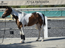 Potra Pia, 3 años, paso trote y galope confirmado