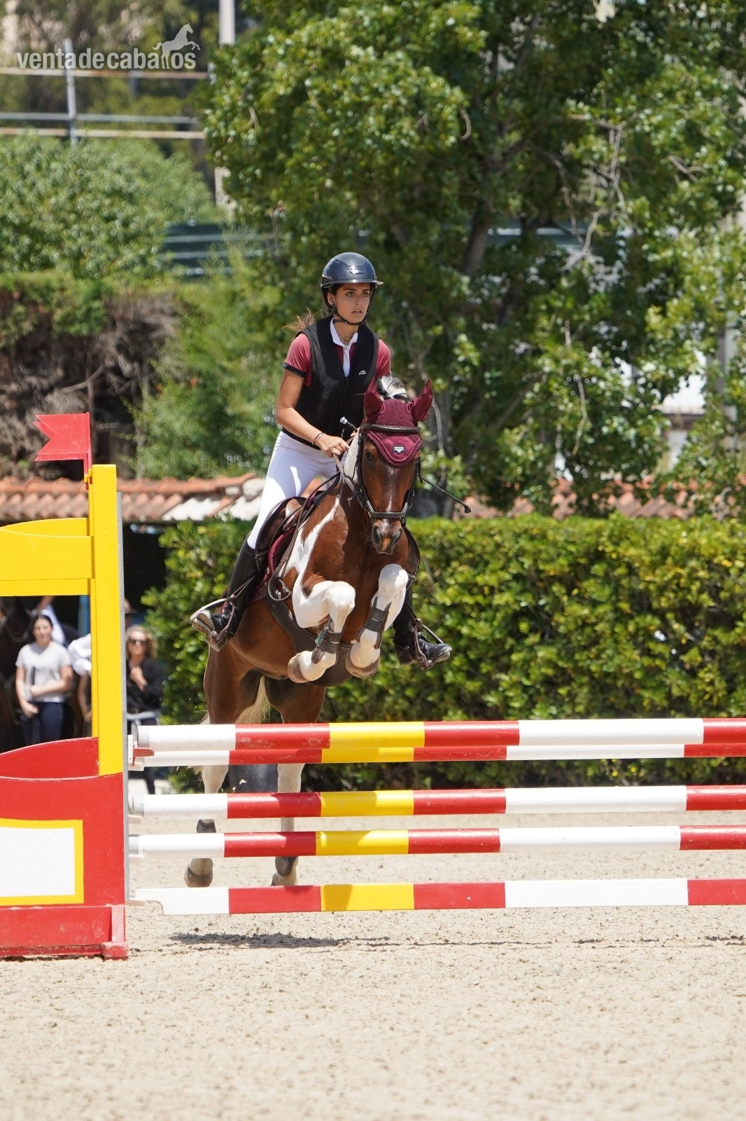 Aslan poni C in 