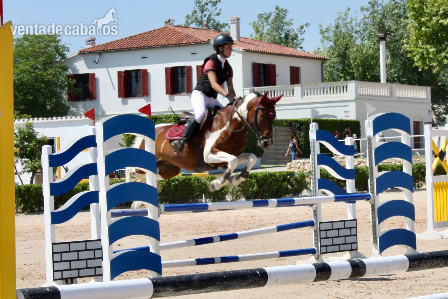 Ponis Pony Club EMPTY - Aslan poni C