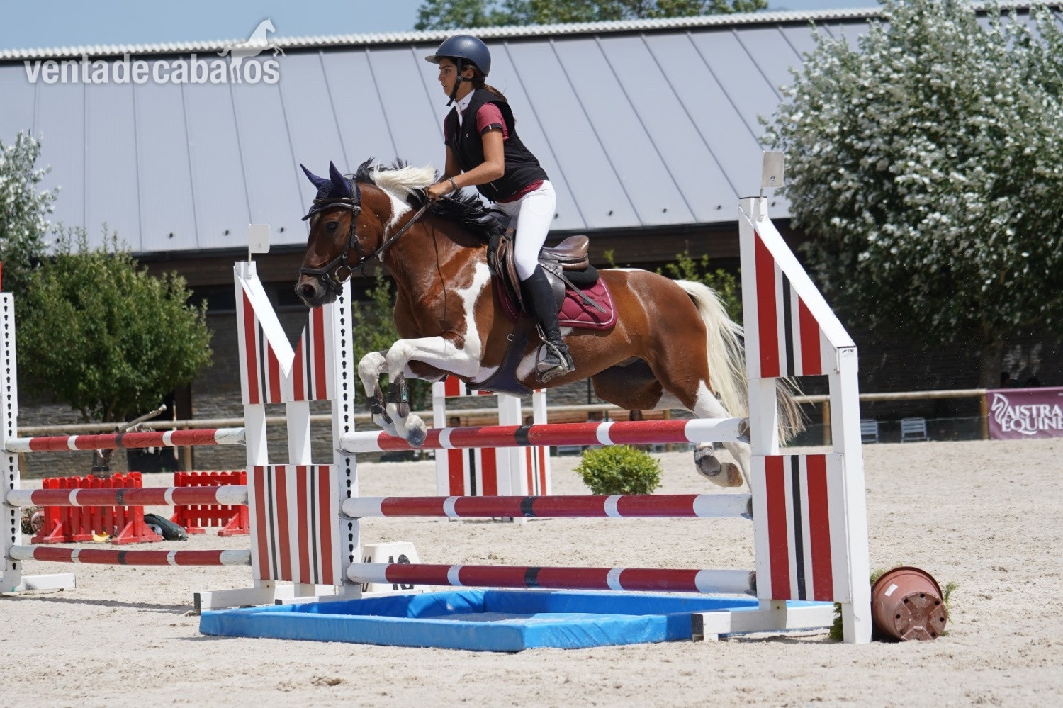Aslan poni C - Ponis Pony Club EMPTY