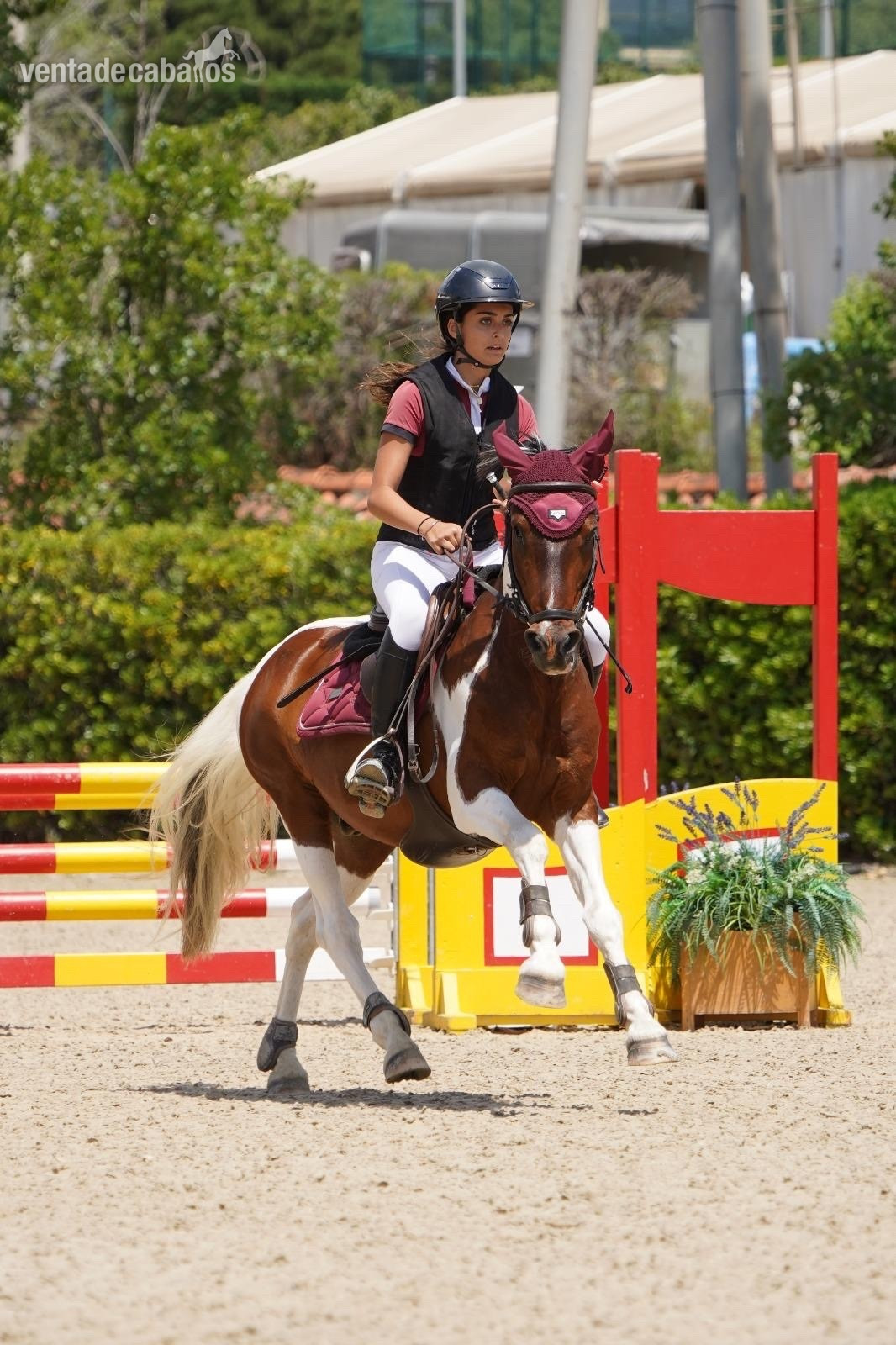Aslan poni C - Ponis Pony Club