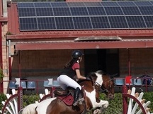 Aslan poni C