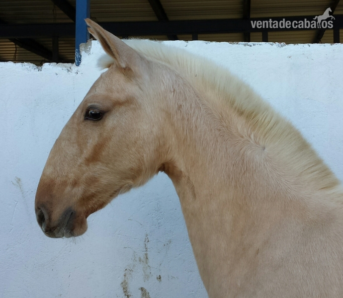 potro palomino pre una pieza única  in 