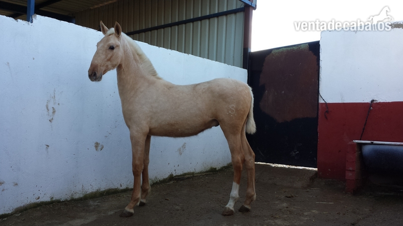 potro palomino pre una pieza única  - Caballos Pura Raza Española (P.R.E.) in 