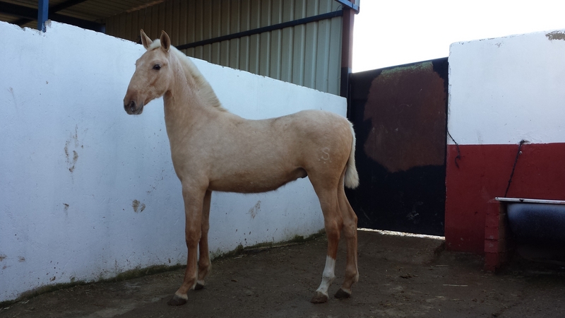 potro palomino pre una pieza única  - Caballos Pura Raza Española (P.R.E.) in 