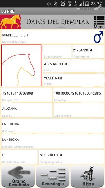 potro palomino pre una pieza única  