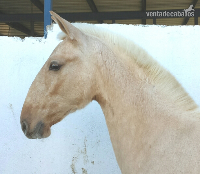 Caballos Pura Raza Española (P.R.E.) Pura Raza Española - potro palomino pre una pieza única 