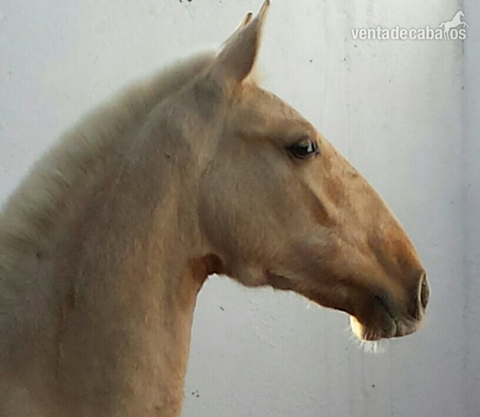 potro palomino pre una pieza única  - Caballos Pura Raza Española (P.R.E.) Pura Raza Española