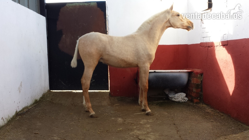 potro palomino pre una pieza única  - Pura Raza Española
