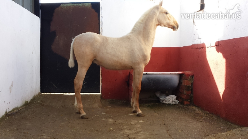 potro palomino pre una pieza única  - Caballos Pura Raza Española (P.R.E.)