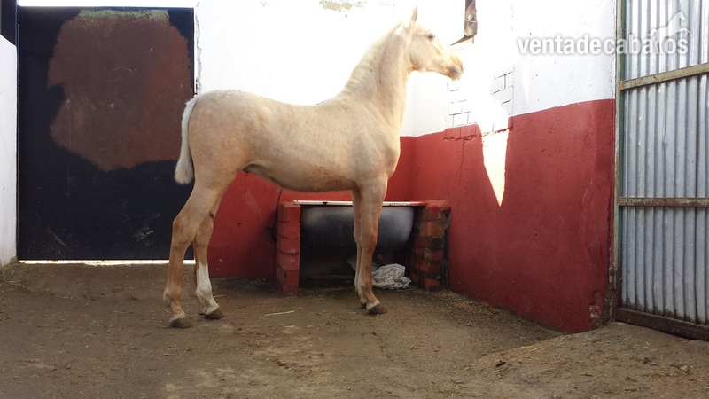 potro palomino pre una pieza única 