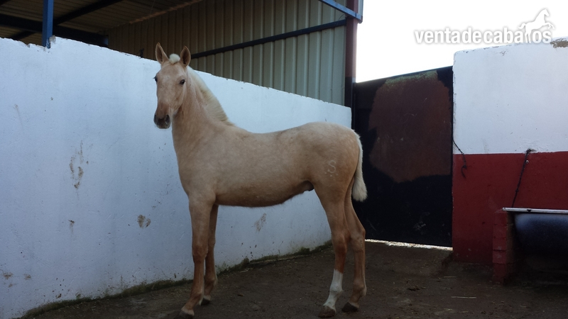  potro palomino pre una pieza única 