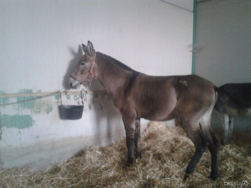 Se vende  Mulo in 
