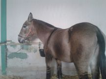 Se vende Mulo