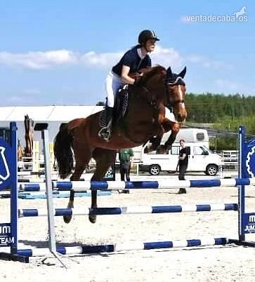 1,10 m - 1,20 m competing Jumper - SCHOOLMASTER full vetcheck done in 