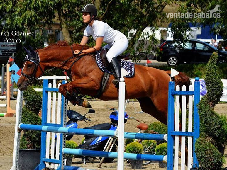 Warmblood