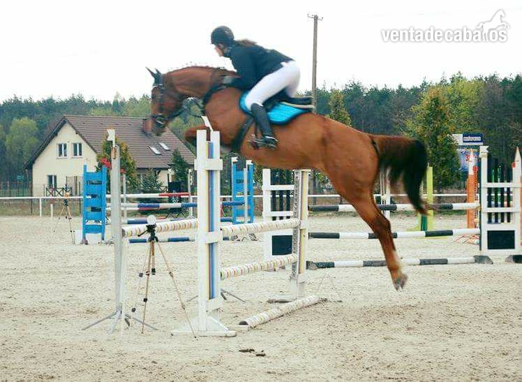 Warmblood {TYPE}