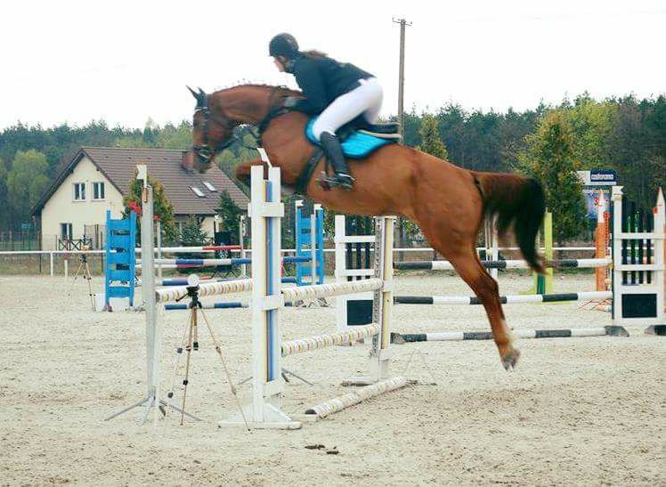 Warmblood {TYPE}