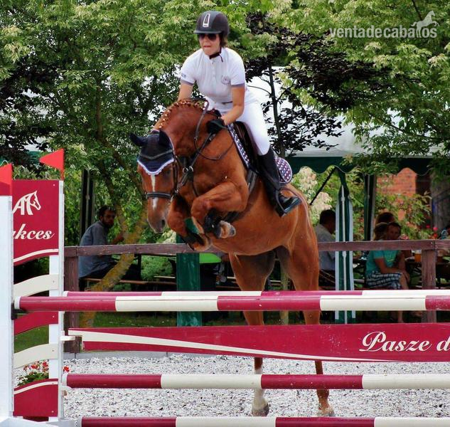Caballos Capados Warmblood - 1,10 m - 1,20 m competing Jumper - SCHOOLMASTER full vetcheck done