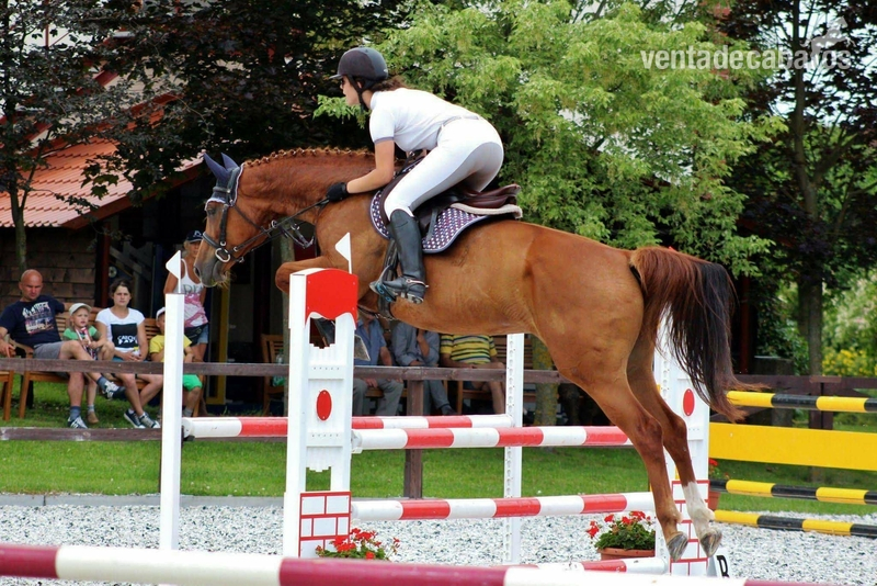 1,10 m - 1,20 m competing Jumper - SCHOOLMASTER full vetcheck done - Caballos Capados Warmblood