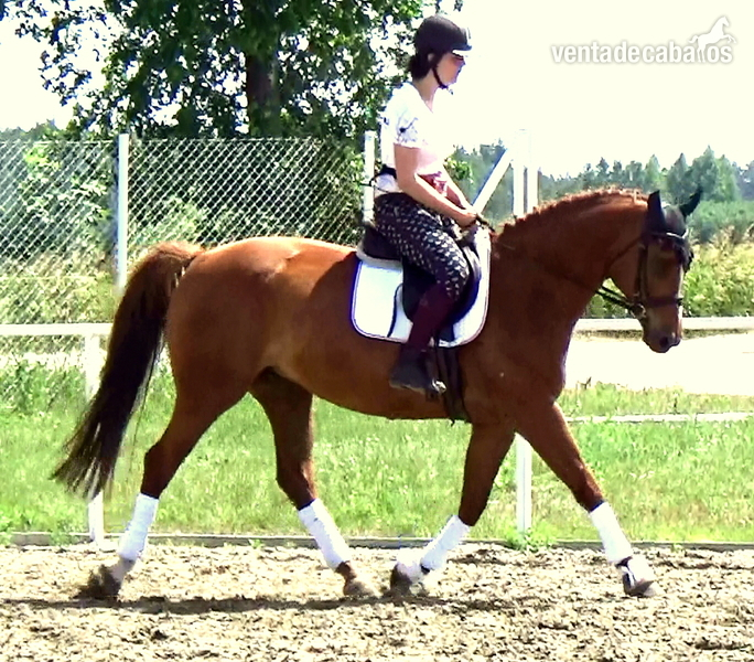 1,10 m - 1,20 m competing Jumper - SCHOOLMASTER full vetcheck done - Warmblood