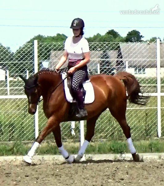 1,10 m - 1,20 m competing Jumper - SCHOOLMASTER full vetcheck done - Caballos Capados