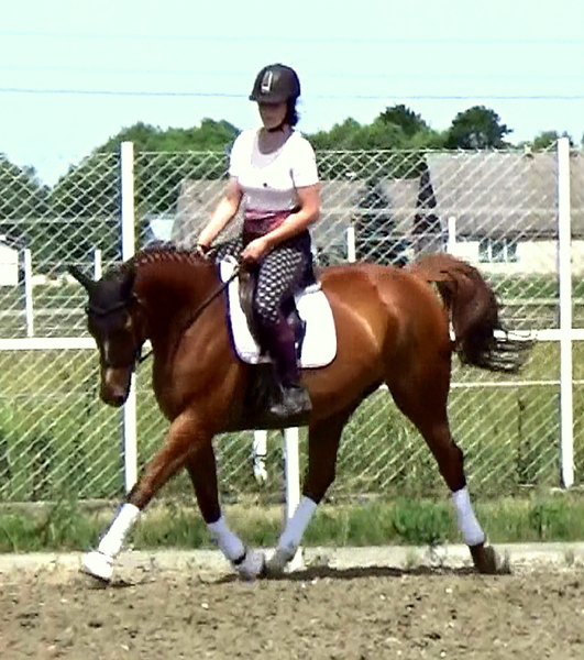 1,10 m - 1,20 m competing Jumper - SCHOOLMASTER full vetcheck done - Caballos Capados