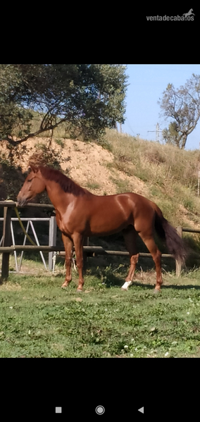Anglo-Lusitano