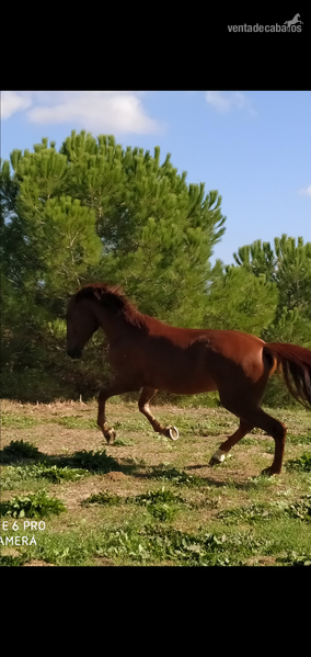 Anglo-Lusitano {TYPE}