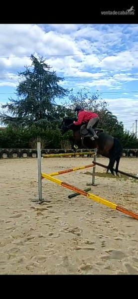 Caballo de salto 3 sangres in 