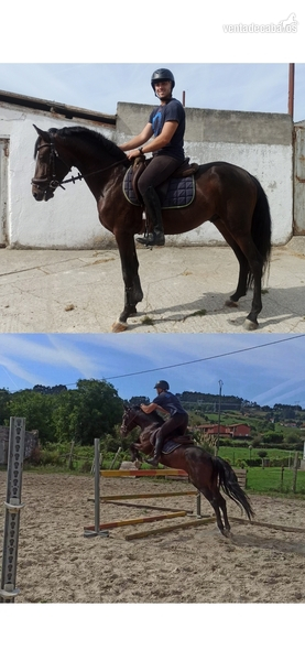 Caballos Capados 3 sangres  - Caballo de salto 3 sangres