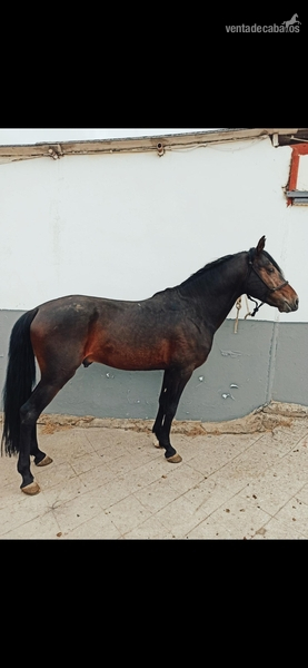 Caballo de salto 3 sangres - Caballos Capados 3 sangres 