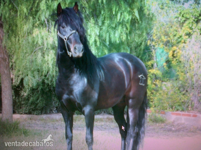 vendo excelente pre yeguada llorente de segovia. in 