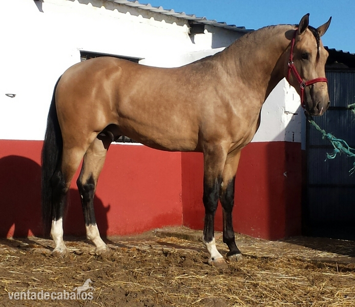 bayo lusitano espectacular de calidad in 