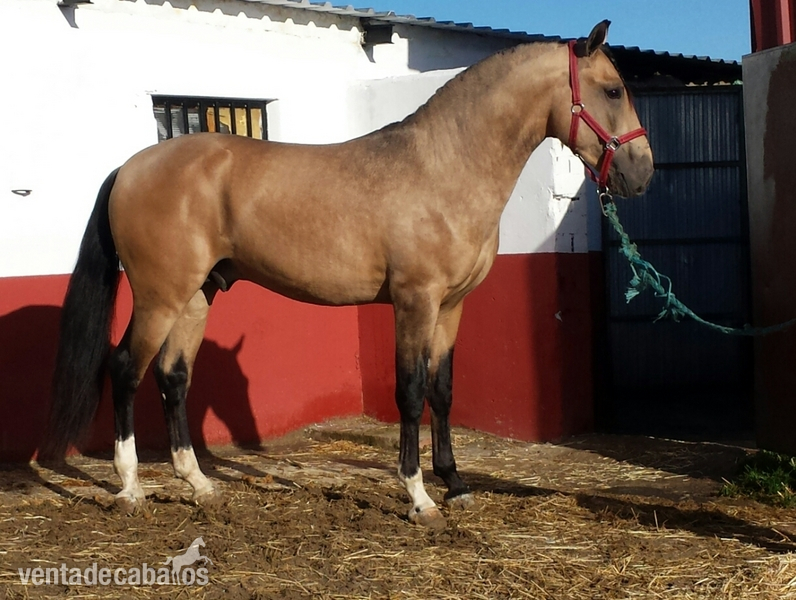 Lusitano