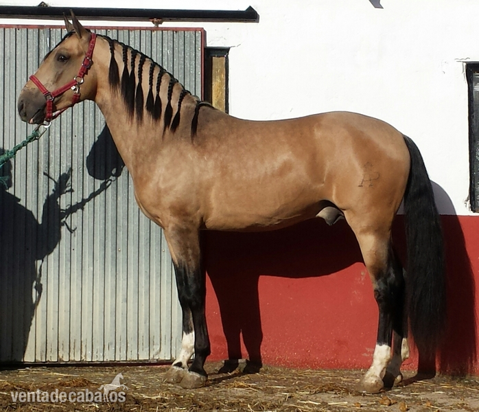 Lusitano {TYPE}