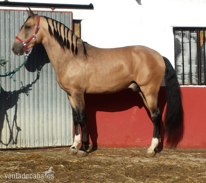 Caballos Enteros Lusitano - bayo lusitano espectacular de calidad