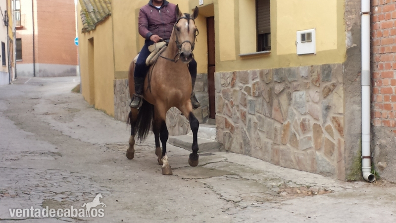 bayo lusitano espectacular de calidad - Caballos Enteros Lusitano