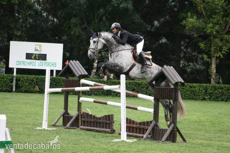 Caballo Salto 1,40 in 