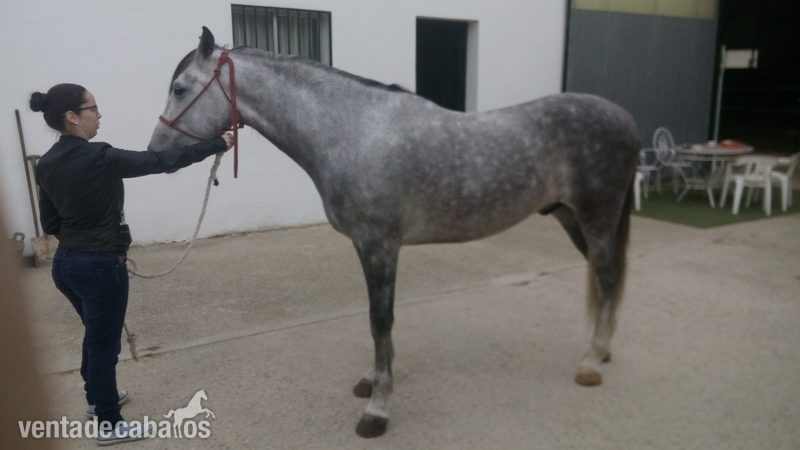 Potro noble y manso in 