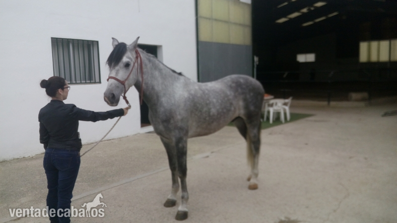 Hispano-Arabe
