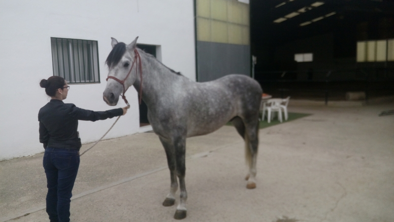 Hispano-Arabe