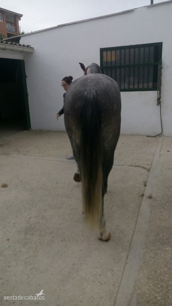 Hispano-Arabe {TYPE}