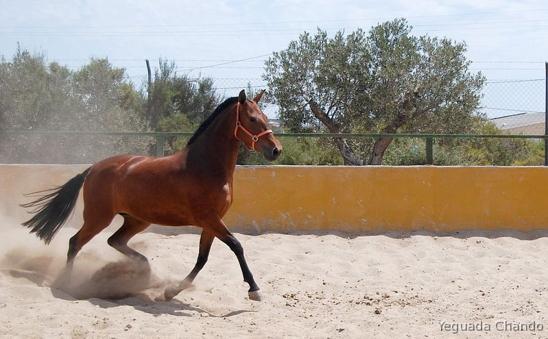 Yegua Pura Raza Española / REMOLONA IV    in 