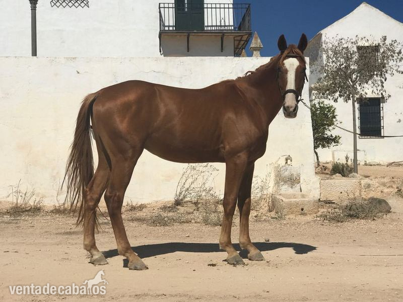 Se venden potros anglo-arabes  y 2 yeguas madre - Potros Anglo-árabe