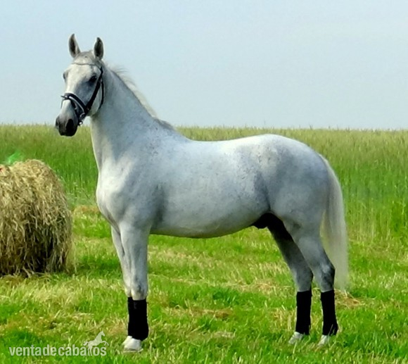 Amazing grey gelding in 
