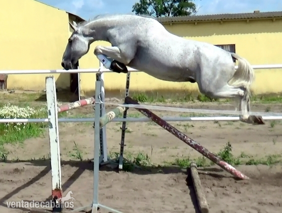 Warmblood